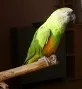 Papoušek senegalský - Poicephalus senegalus