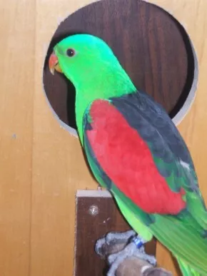 Papoušek Červenokřídly