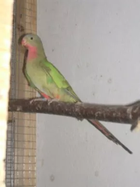 Papoušek Alexandřin