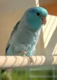 Papoušíček vrabčí - Agapornis fischeri