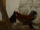 Kur domácí - Gallus domesticus