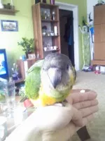 Největší krasavec