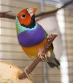 Největší krasavec