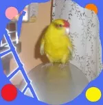 Největší krasavec