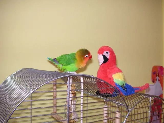 Nejlepší ptačí kamarádi