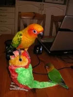 Nejlepší ptačí kamarádi