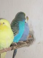 Nejospalejší ptáček