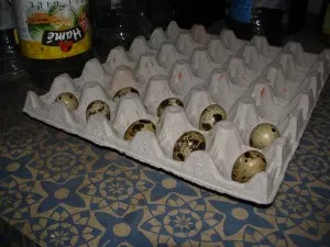 křepelčí vejce