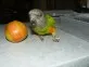 Papoušek senegalský - Poicephalus senegalus
