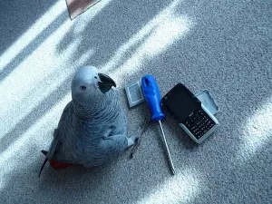 Mobilní papoušek