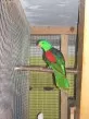 Papoušek červenokřídlý - Aprosmictus erythropterus