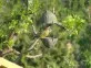 Zvonek zelený - Carduelis chloris