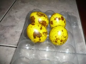 křepelčí vajíčka na Velikonoce