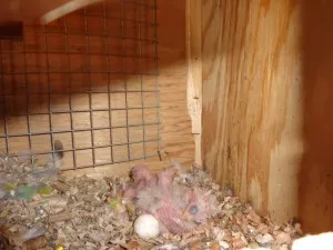 druhé hnízdo 2015 - i s malým kakarikym