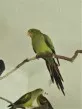 Papoušek kouřový - Nymphicus hollandicus