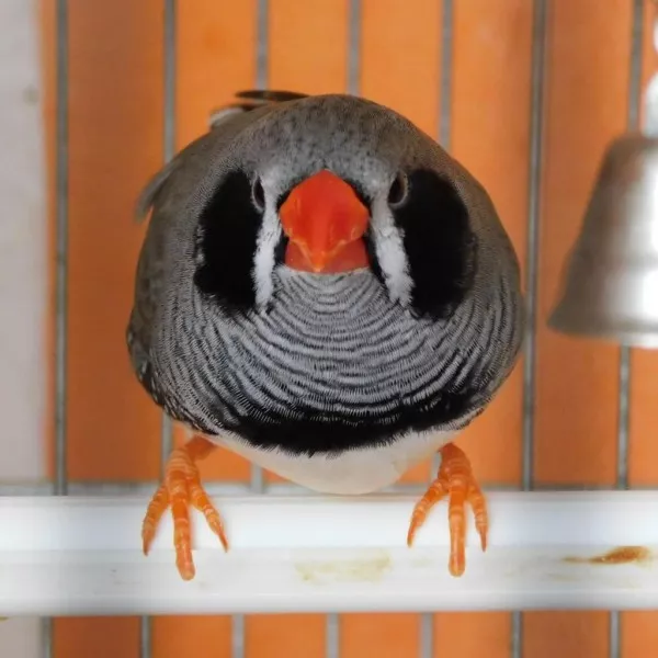 *