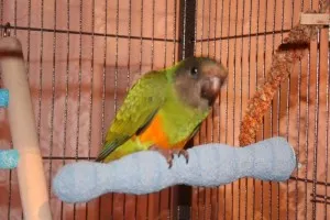 Papoušek senegalský v kleci (vystrašený po přepravě)