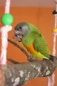 Papoušek senegalský - Agapornis fischeri