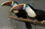 Tukan rudozobý