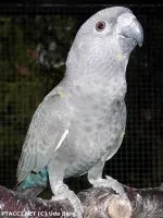 Papoušek hnědý