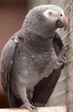 Papoušek žako liberijský