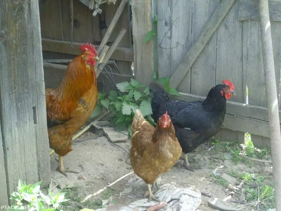 Co to je za ptáčka?