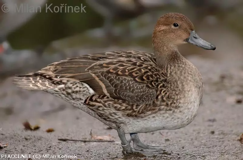 Co to je za ptáčka?