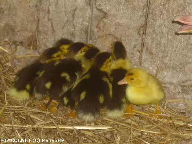 Co to je za ptáčka?