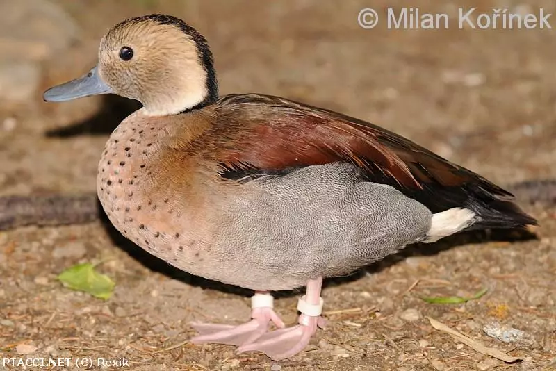 Co to je za ptáčka?