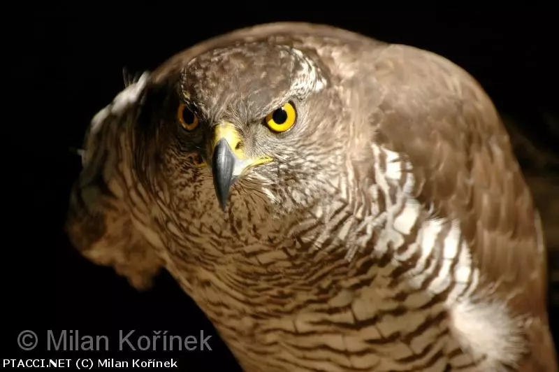 Co to je za ptáčka?