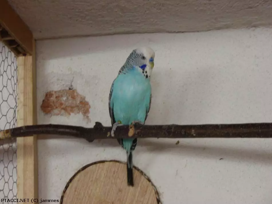 Co to je za ptáčka?