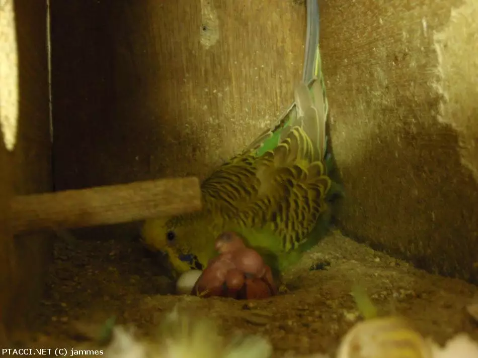 Co to je za ptáčka?