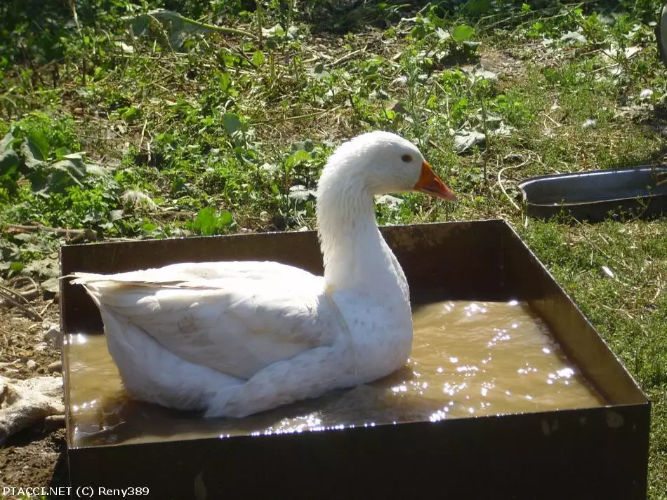 Co to je za ptáčka?