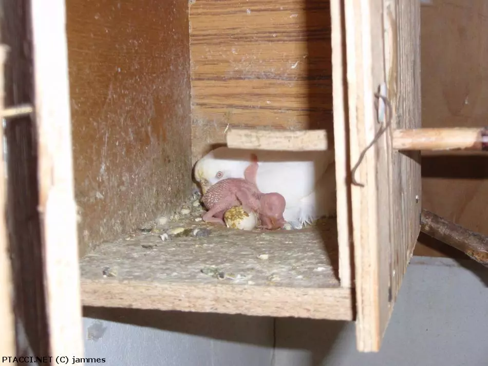 Co to je za ptáčka?