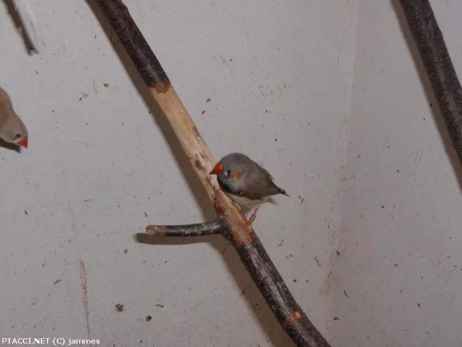 Co to je za ptáčka?