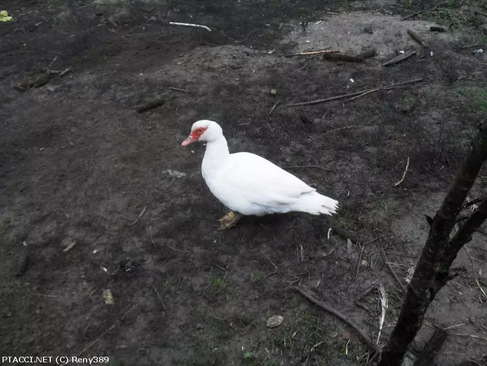 Co to je za ptáčka?