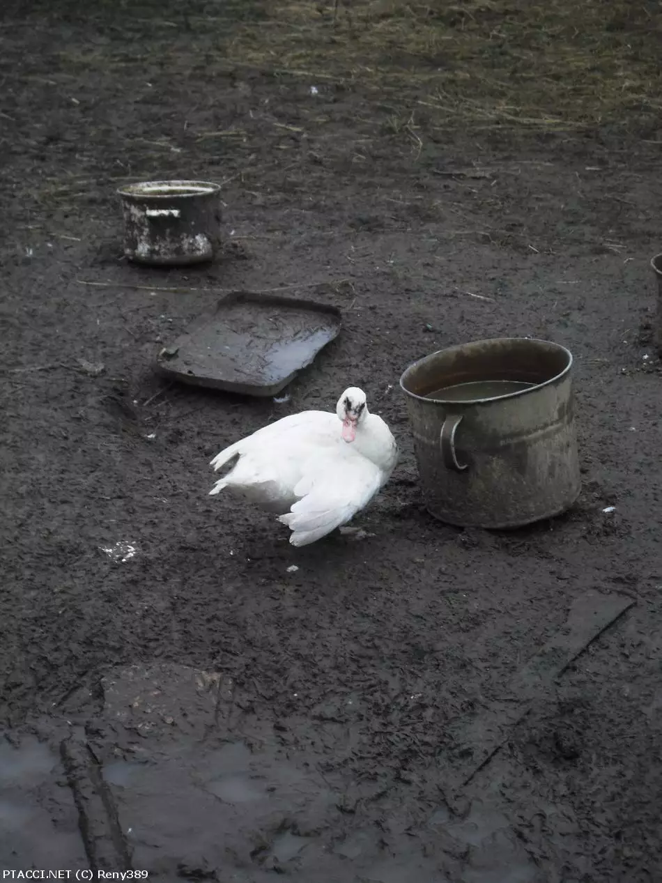 Co to je za ptáčka?