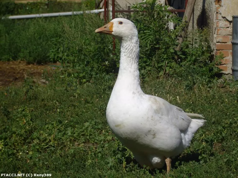 Co to je za ptáčka?