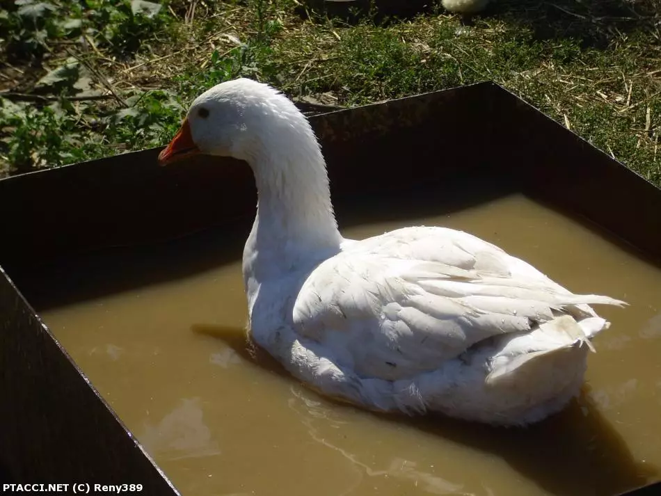 Co to je za ptáčka?