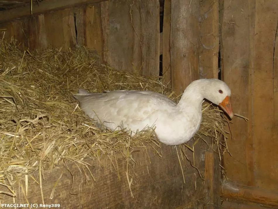 Co to je za ptáčka?