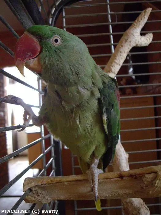 Co to je za ptáčka?