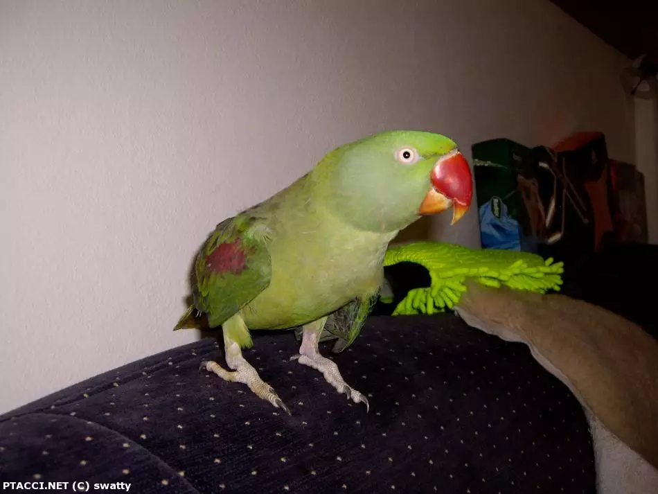 Co to je za ptáčka?