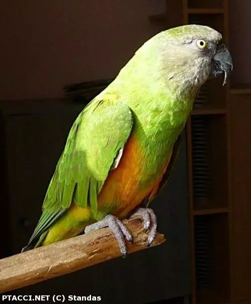 Papoušek senegalský - Poicephalus senegalus | © Standas | 