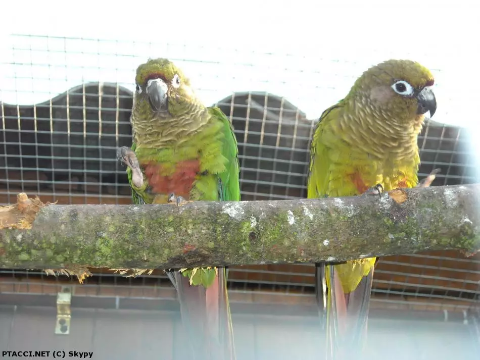 Co to je za ptáčka?