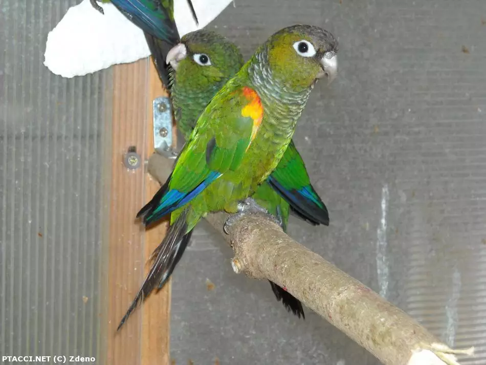 Co to je za ptáčka?