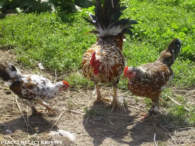 Co to je za ptáčka?