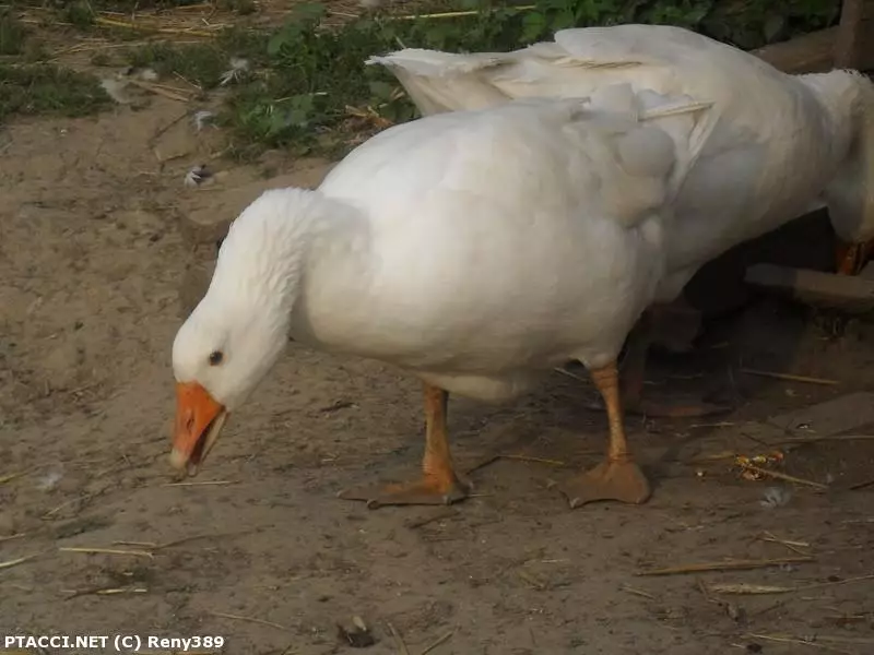 Co to je za ptáčka?