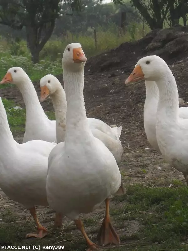 Co to je za ptáčka?