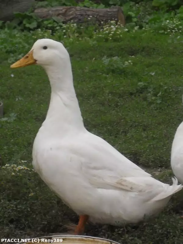 Co to je za ptáčka?