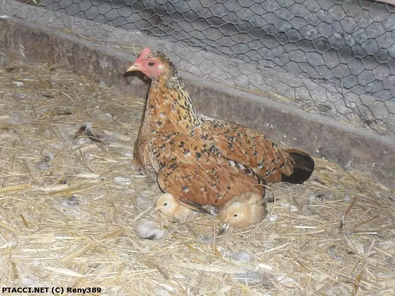 Co to je za ptáčka?